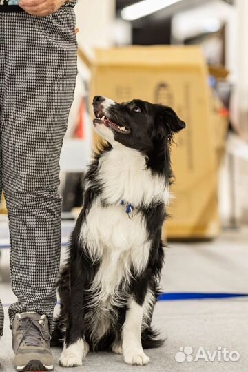 Дрессировка собак