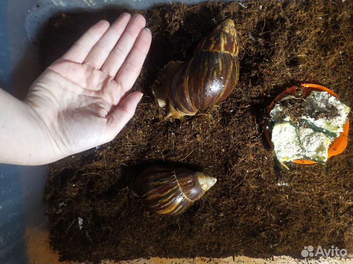 Улитки ахатины большие
