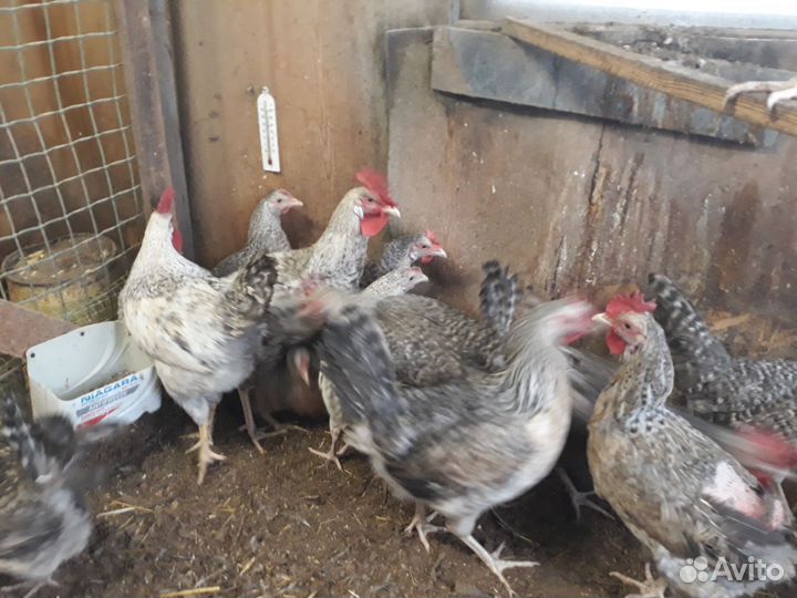 Куры, петухи, цыплята, инкубационное яйцо