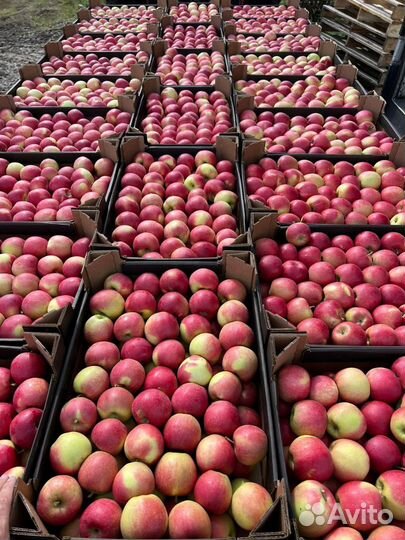 Яблоки опт (Беларусь)