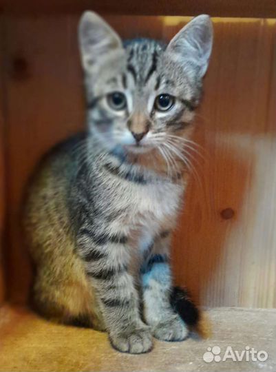 Котенок-девочка в дар