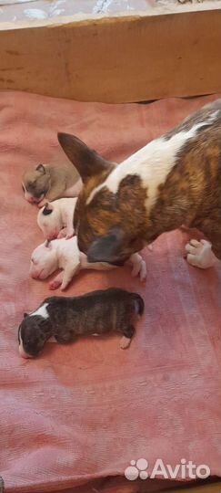 Щенки стандартного бультерьера