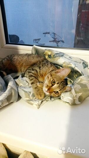 Котенок кошечка в добрые руки