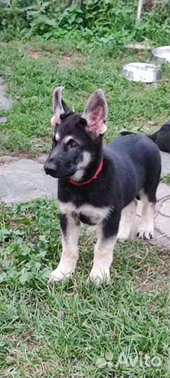 Восточноевропейская овчарка