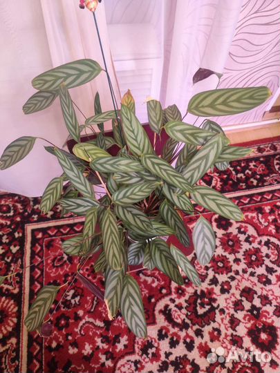 Калатея ктенанта