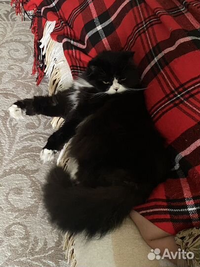 Отдам кота в добрые руки