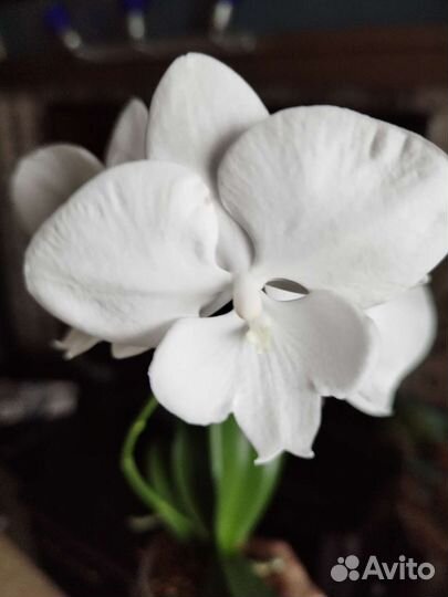 Орхидея Phal. Цветущий.Белоснежный Биг