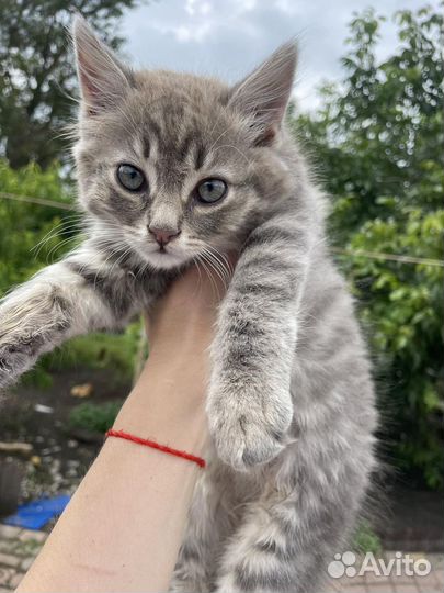 Котята в дар