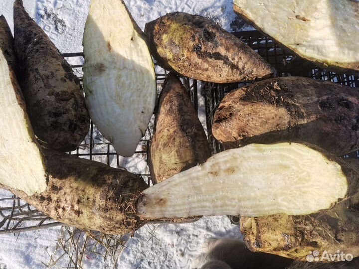 Семена кормовой свёклы, сорт лада