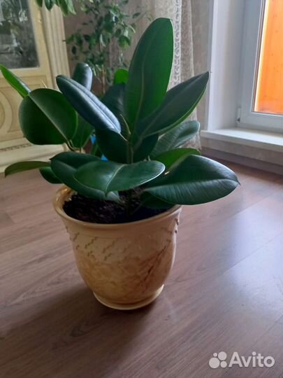 Фикус каучуконосный большой