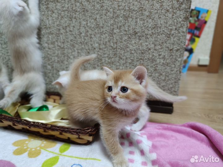 Шотладские котята
