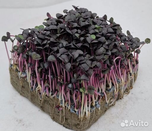 Микрозелень