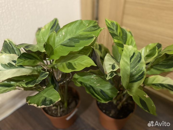 Калатея еллоу fusion