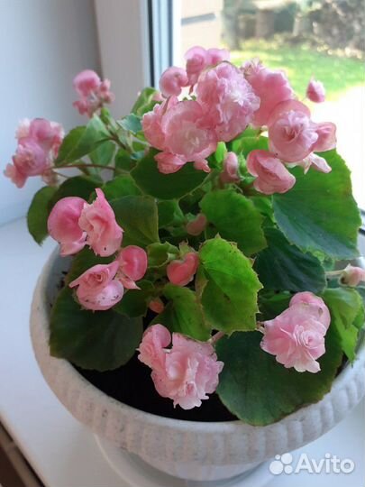 Бегония махровая