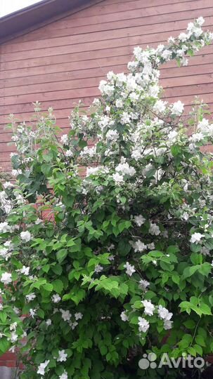 Саженцы клематиса