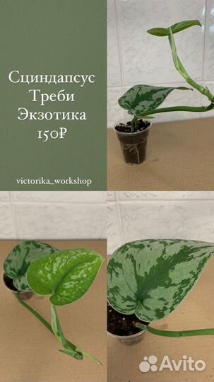 Фикус, Монстера, Эпипремнум