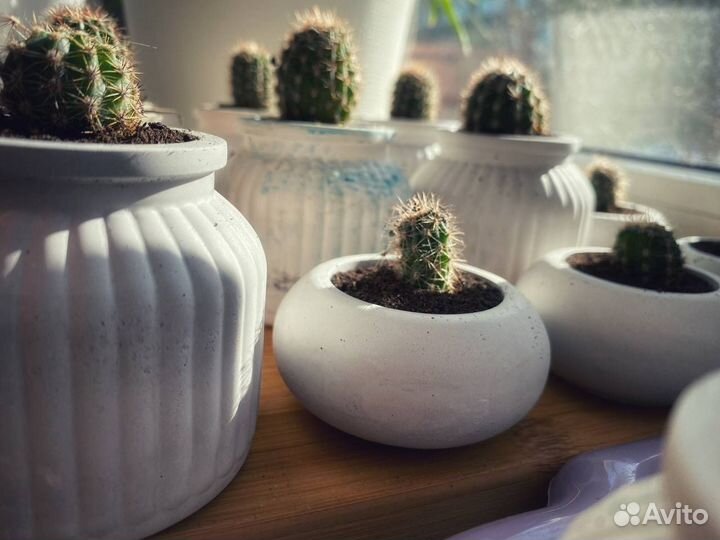 Флорариум кактусы в горшочках ручной работы