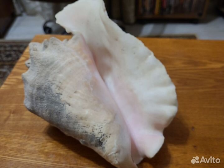 Кресло ракушка СССР