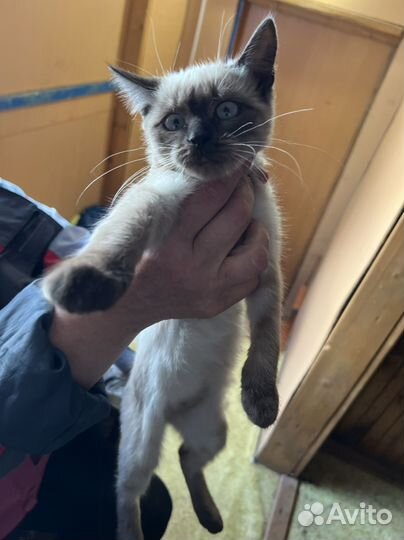 Котята девочка