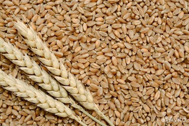 Пшеница