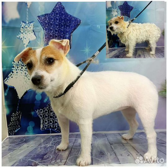 Груминг собак