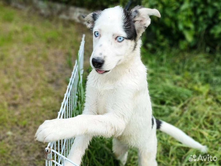 Собака 5 мес