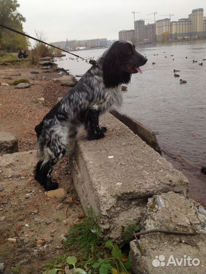 Вязка русский охотничий спаниель