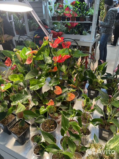 Растения на выставке -продаже цветов 22-23 марта