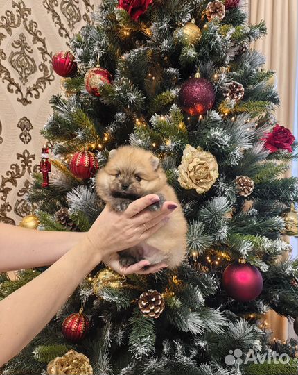 Девочка шпиц