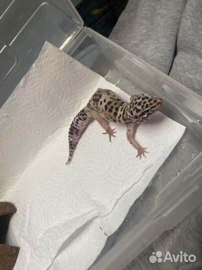 Эублефар самка