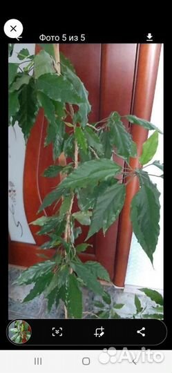 Гибискус китайская роза