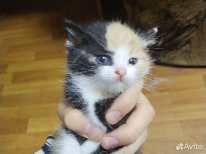 Кошки в добрые руки