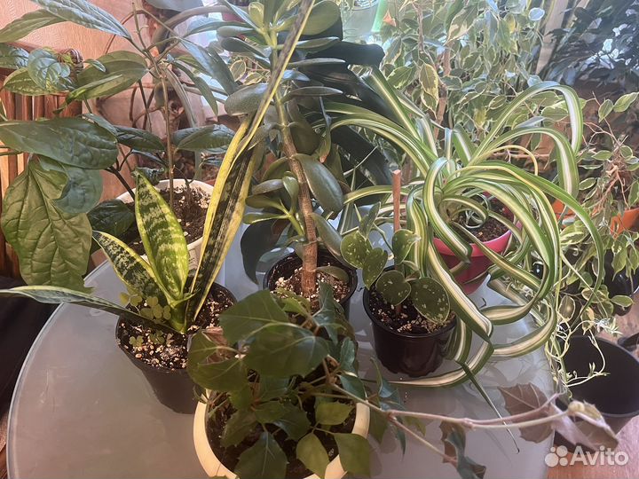 Излишки домашних цветов