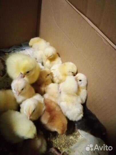 Ия, Цыплята ливенские.ия Фаверольи, петушок