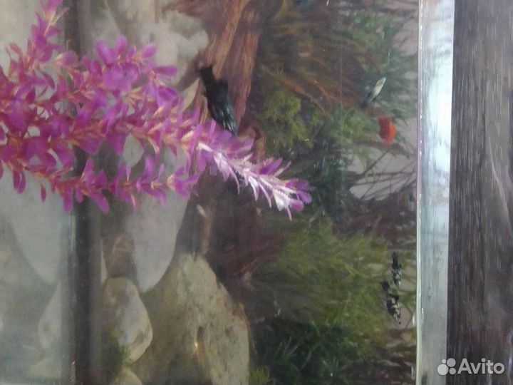 Продаю Моллинезий и мальков Гуппи