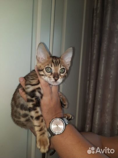 Бенгальский котенок