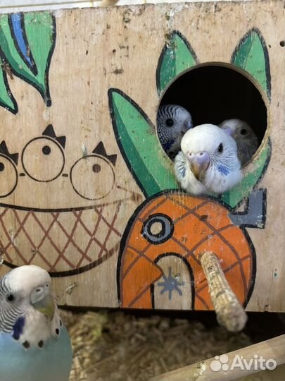 Птенец волнистого попугая