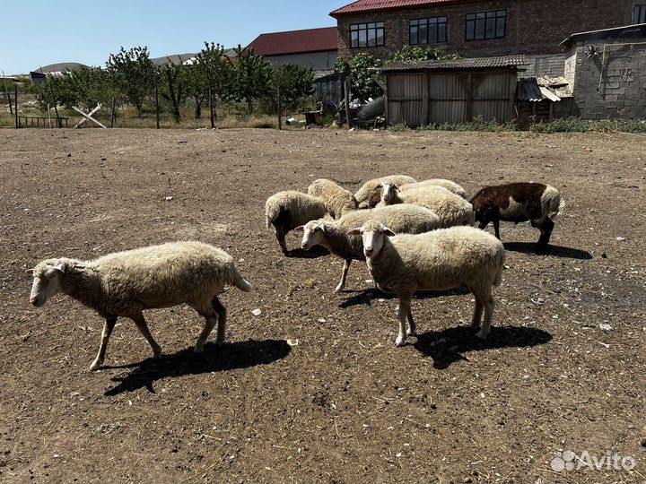 Овцы матки ягнята бараны