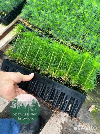 Зкс и окс Сосна Ель Лиственница сеянцы Голуб горн