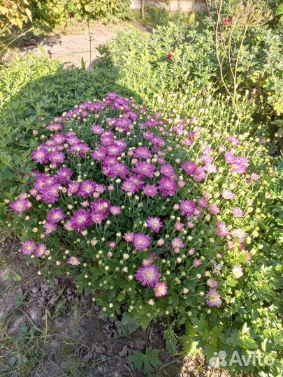 Хризантема мультифлора