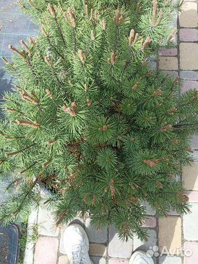 Сосна горная Пумилио