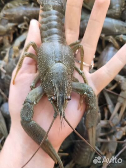 Кубанские живые и вареные раки, доставка