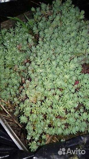 Очиток (почвопокрывное растение)