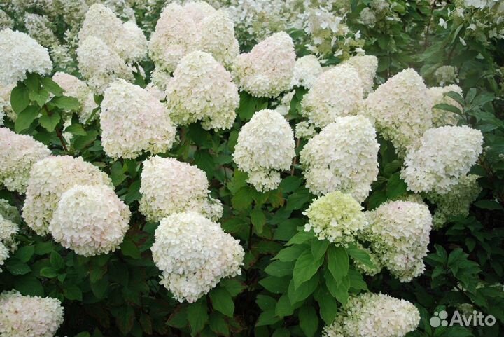 Гортензия метельчатая «Фантом»