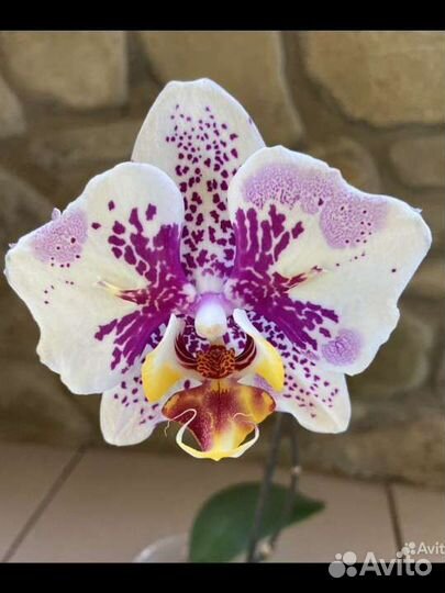 Орхидея Джентельмен (бабочка)