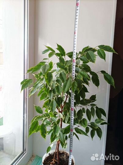 Фикус Бенджамина