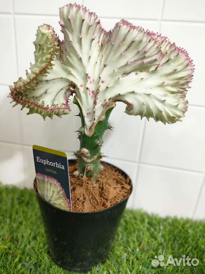 Эуфорбия кристата