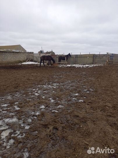 Продажа лошадей