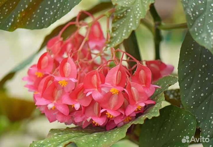 Комнатные цветы