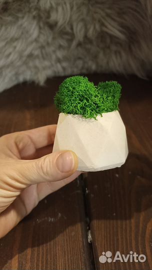 Кашпо со мхом